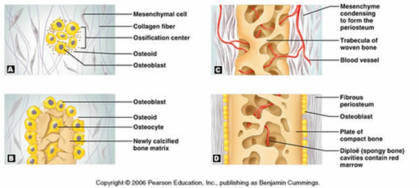 <p>process by which bone forms directly from mesenchymal tissue (flat bones of skull, and clavicle)</p>