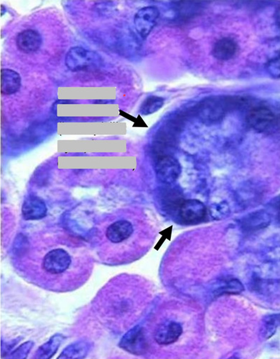 <p>chief cells</p><p>note:</p><p>- basophilic cytoplasm due to RER</p>