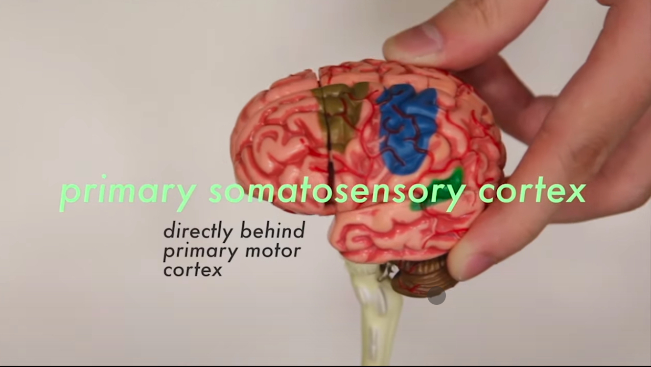 <p>Primary Somatosensory Cortex</p>
