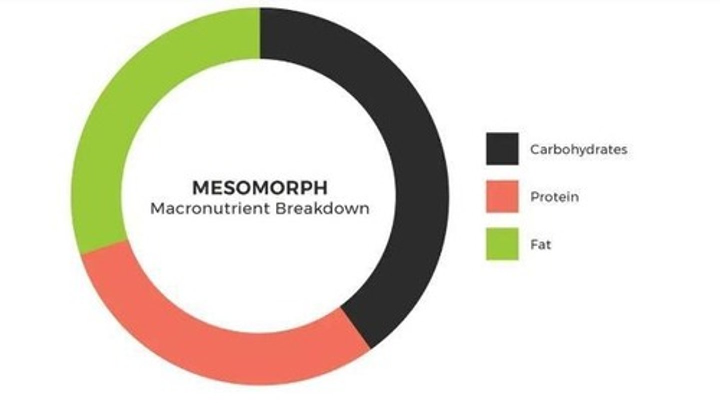 <p>Body type with a predominance of muscles and larger bone structure.</p>