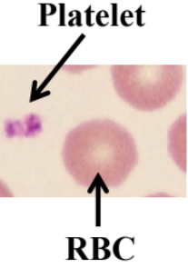 <ul><li><p>Smaller than red blood cells.</p></li><li><p>Aids in hemostasis.</p></li><li><p>Also called thrombocyte.</p></li></ul><p></p>