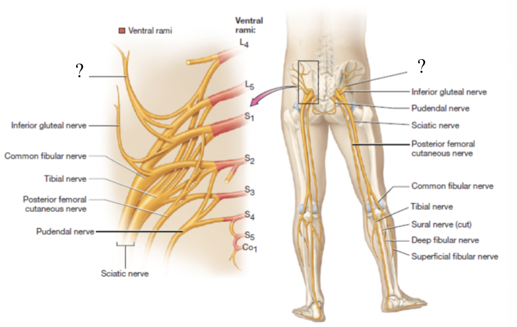 <p>supplies the gluteus medius, gluteus minimus, and tensor fascia lata muscles</p><ul><li><p>located superficial to the gluteus minimus muscle and deep to the gluteus medius muscle</p></li></ul><p></p>