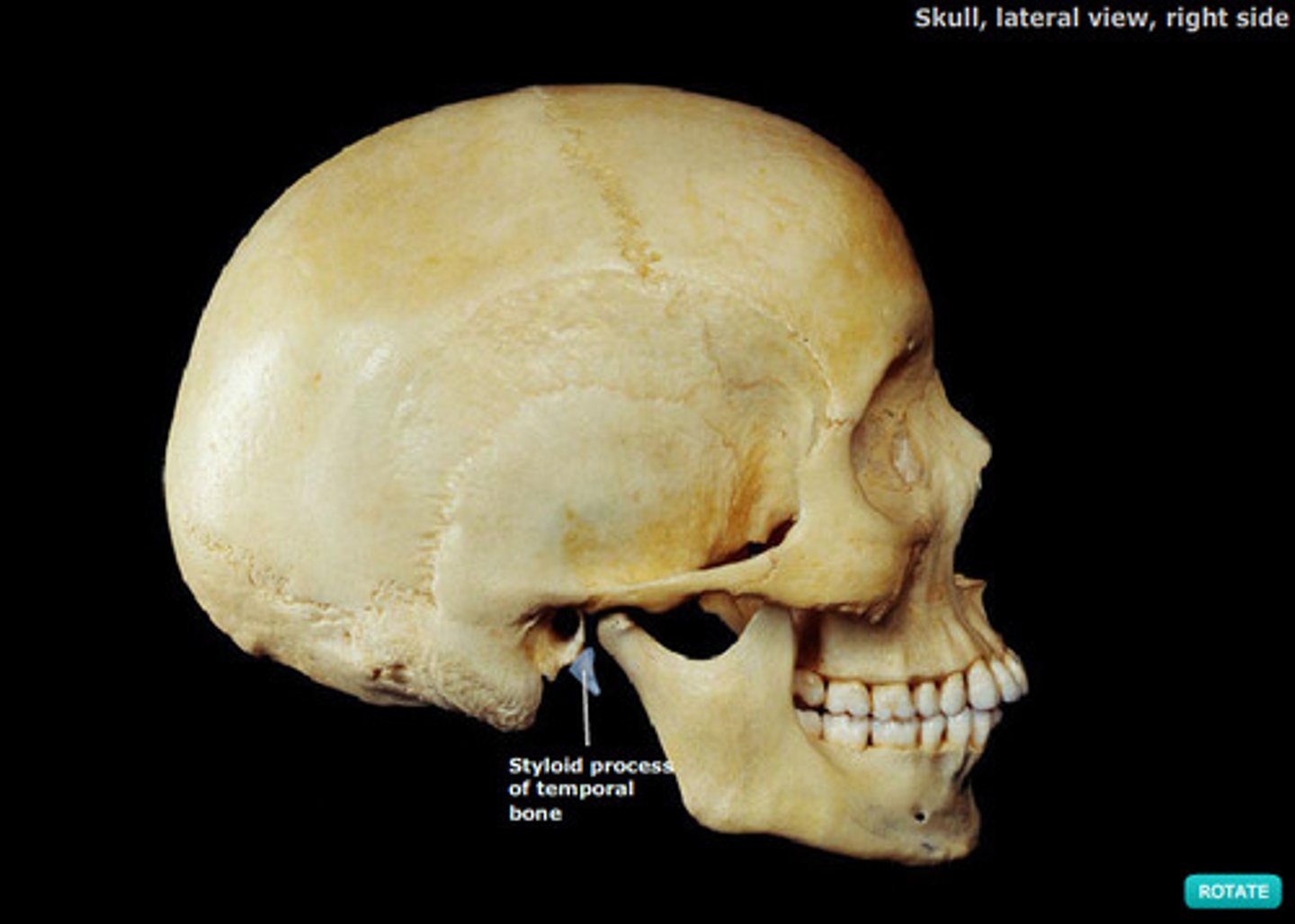 knowt flashcard image