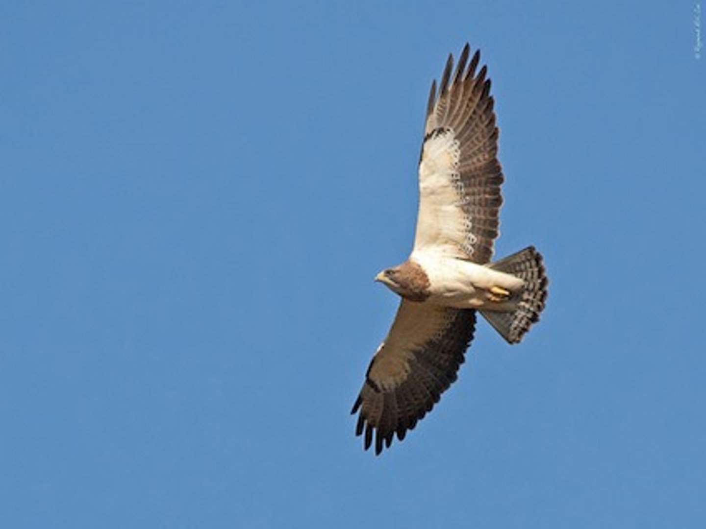 <p>dark bib; Grasslands and some agricultural fields; CA Threatened (bc of pesticide posioning); forages in flocks, eats rodents, reptiles and rabbits in breeding season, insects when not breeding</p>