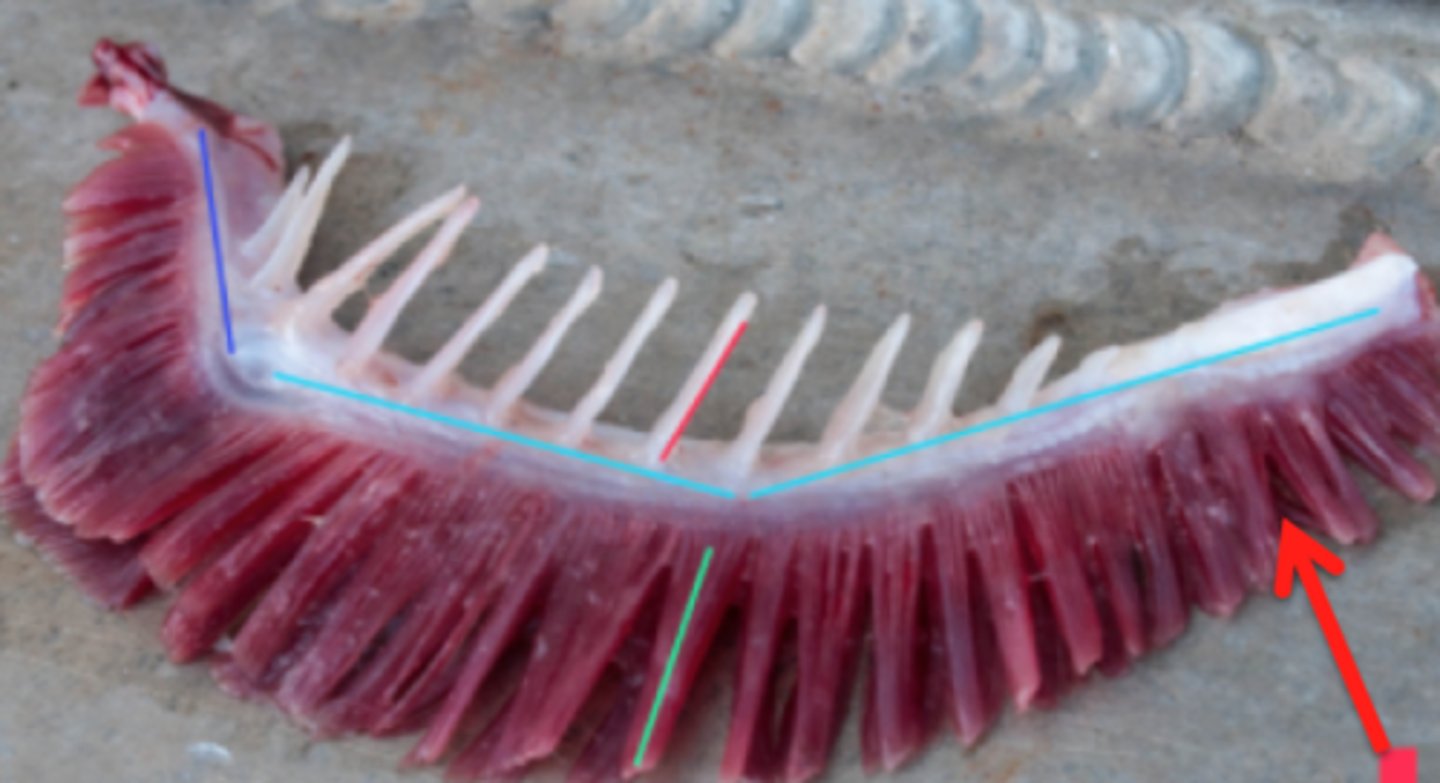 <p>contain lamellae</p><p>-can be hemi or holobranch</p>