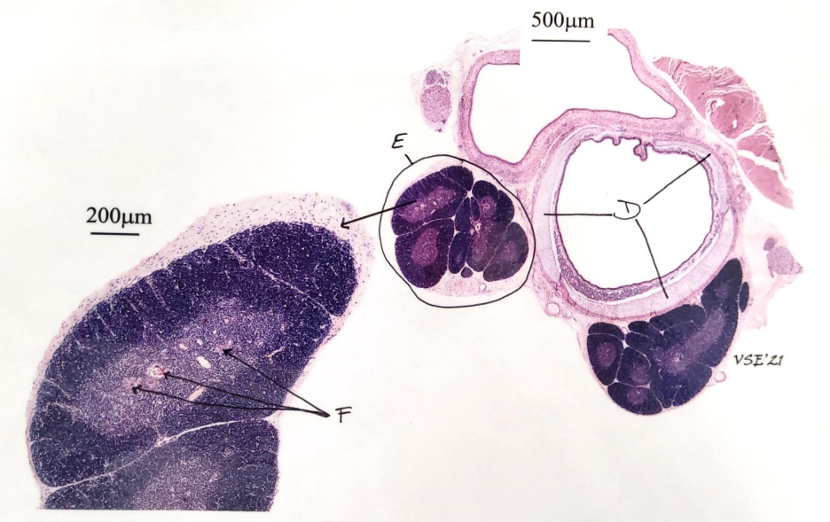 Thymus