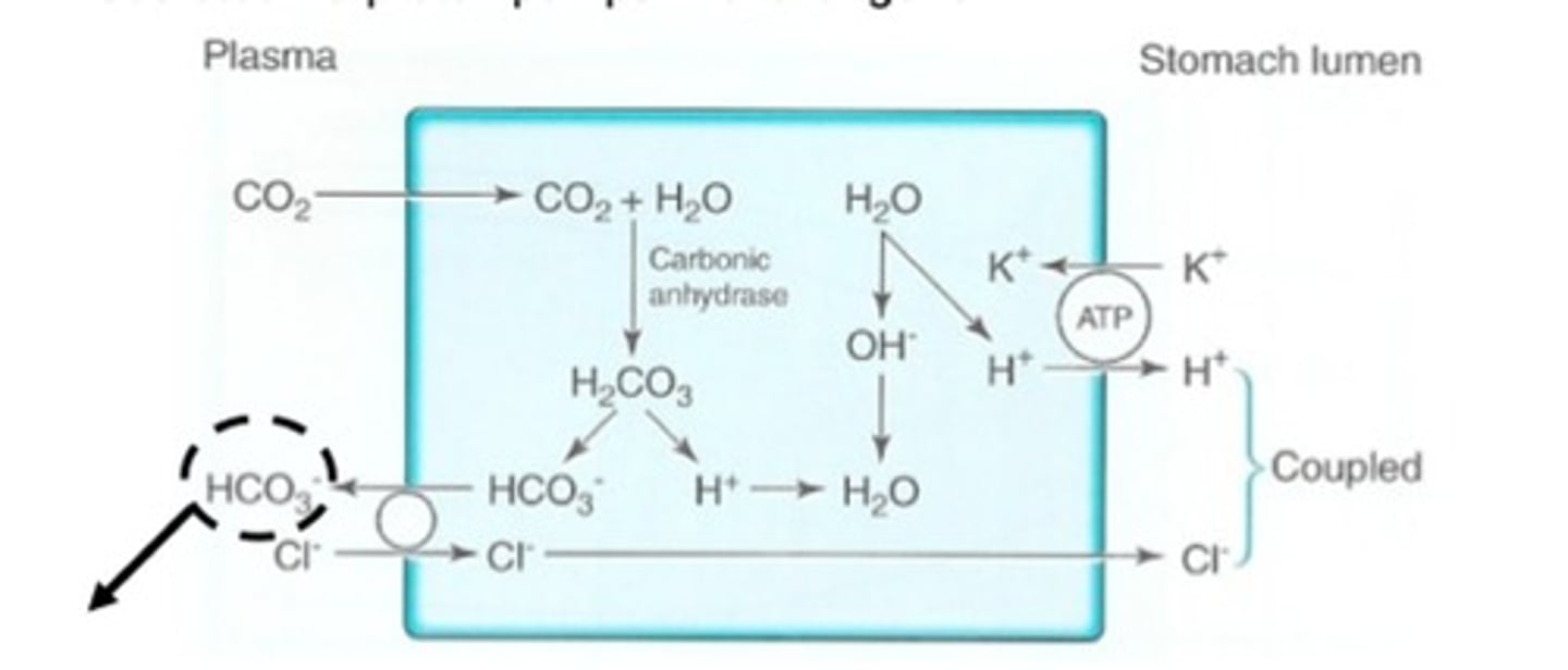 <p>Look at the image in the lecture.</p><p>H+ &amp; Cl- actively secreted against an high conc. gr</p><p>a)</p><p>- Co2 from the plasm enters the cell &amp; reacts with water to form H2Co3. This dissociates into HCO3- &amp; H+ .</p><p>- HCO3- leaves the cell (due to Cl-) back into the plasma- This causes plasma to be transiently alkaline ('alkaline tide')</p><p>- H20 forms OH- &amp; H+. The OH- reacts with the H+ formed in the step above to make water.</p><p>- The H+ formed by H20 is secreted via proton pumps in exchange for K+ .</p><p>-At rest Cl- is also secreted against electrochemical grd.</p><p>-When the oxyntic cell is stimulated, the luminal surface potential becomes less negative</p><p>- Cl- enters at the serosal surface bound to transporter protein- in exchange for HCO3-</p><p>- Cl- is then actively pumped at mucosal surface via a chloride channel</p>