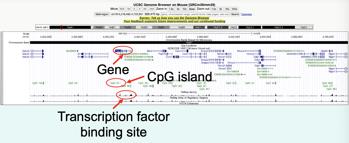 <p>gene, CpG island, transcription factor binding site</p>
