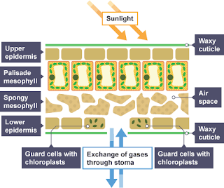 <p>light energy from the sun is absorbed by chlorophyll to produce glucose (stored as starch for growth) and oxygen (as a waste product)</p><p>equations:</p><p>carbon dioxide + water →(sunlight and chlorophyll)→ glucose + oxygen</p><p>6CO<sub>2</sub> + 6H<sub>2</sub>O →(sunlight and chlorophyll)→ C<sub>6</sub>H<sub>12</sub>O<sub>6</sub> + 6O<sub>2</sub></p><p></p><p>factors that affect the rate of photosynthesis:</p><ul><li><p>carbon dioxide</p><ul><li><p>as carbon dioxide concentration increases, the rate of photosynthesis will increase</p></li><li><p>since carbon dioxide is a reactant involved in photosynthesis, a heightened concentration of it will allow more photosynthesis to occur</p></li><li><p>however, the rate of photosynthesis will eventually plateau due to another limiting factor even if the concentration of carbon dioxide continues rising</p></li></ul></li><li><p>temperature</p><ul><li><p>as the temperature gets nearer to the optimum, the rate of photosynthesis will increase</p></li><li><p>this is because the closeness of temperature towards the optimum will allow for optimum enzyme activity, hence increasing the rate of photosynthesis</p></li><li><p>however, if the temperature increases too far above the optimum, the enzymes involved in photosynthesis will denature, causing the rate of photosynthesis to decrease</p></li></ul></li><li><p>light intensity</p><ul><li><p>as light intensity increases, the rate of photosynthesis will increases</p></li><li><p>since photosynthesis can only occur when light is present, an increase in light intensity will allow more photosynthesis to occur</p></li><li><p>however, the rate of photosynthesis will eventually plateau due to another limiting factor even if the light intensity continues rising</p></li></ul></li></ul><p></p><p>structures of the leaf:</p><ul><li><p>waxy cuticle</p><ul><li><p>prevents loss of water by evaporation + prevents entry of disease-causing microorganisms</p></li></ul></li><li><p>upper epidermis</p><ul><li><p></p></li></ul></li><li><p>palisade mesophyll</p><ul><li><p></p></li></ul></li><li><p>spongy mesophyll</p><ul><li><p></p></li></ul></li><li><p>lower epidermis</p><ul><li><p></p></li></ul></li></ul><p></p>