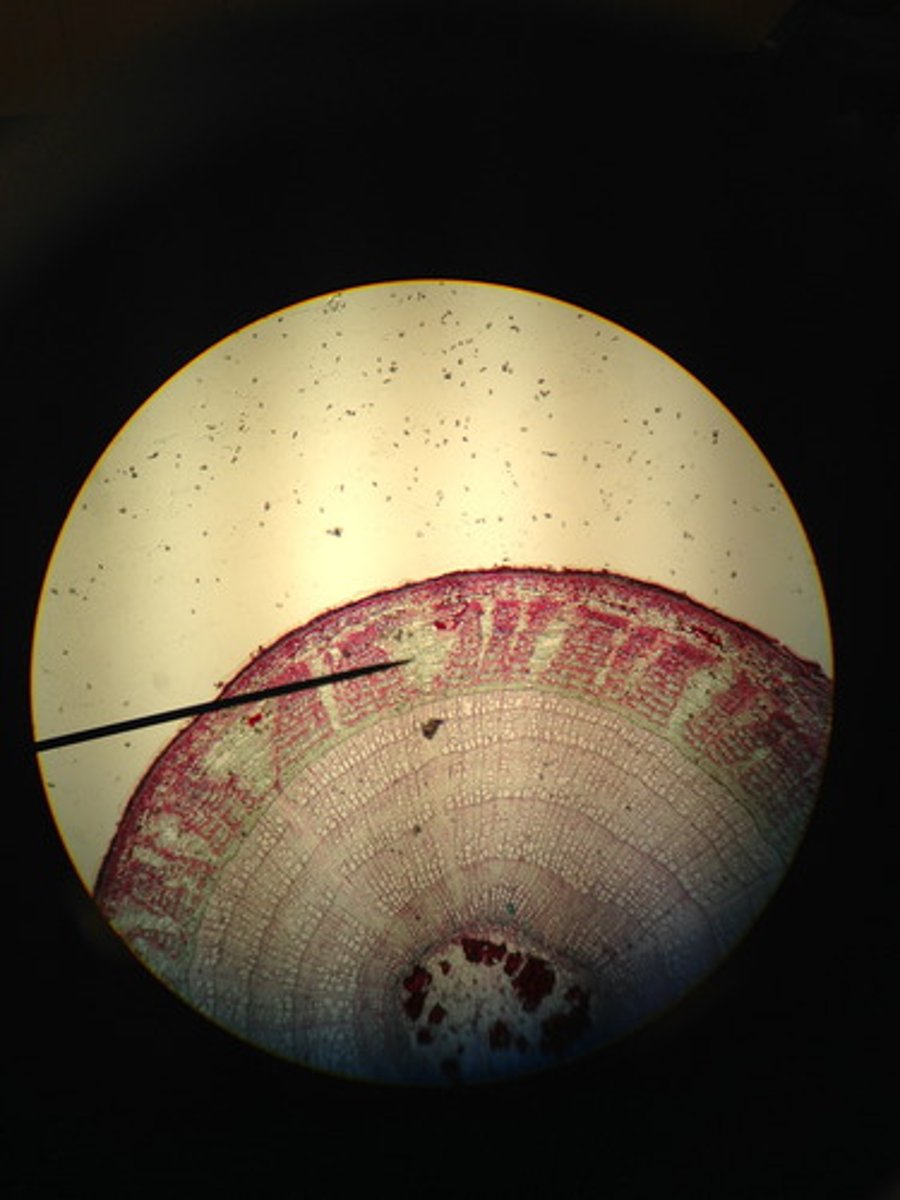 <p>a vascular ray located in the phloem</p>