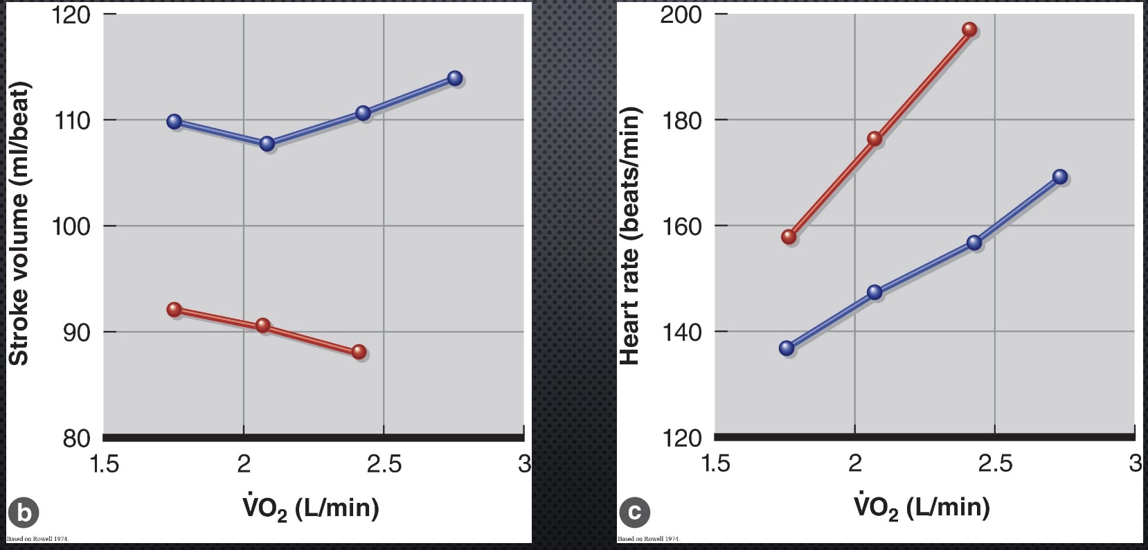 <p><u>SV</u></p><p>-RT maintained</p><p>-Hot: SV lower (bc more blood in skin/less in blood bc dehydrated)</p><p><u>HR</u></p><p>-both up, but higher in hot (so get same Q to a limit…)</p>