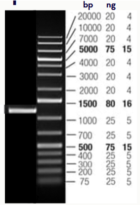 <p>(electrophoresis practice example) <span>You mix 2ul of your sample with 6 ul water and 2 ul loading dye and load the resulting mixture into lane 1</span></p><ul><li><p><span>What is the size of the product? </span></p></li><li><p><span>What is the approximate concentration of your sample? </span></p></li></ul><p></p>