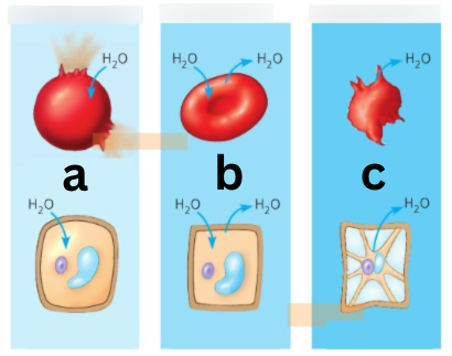 <p><span style="color: rgb(0, 0, 0);"><span>Label This Image</span></span></p><p><span style="color: rgb(0, 0, 0);"><em><span>Tonicity in Cells</span></em></span></p>