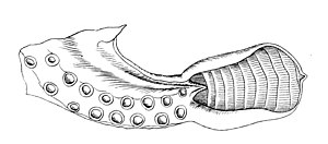 <p>a modified arm used by male <span>octopuses</span> and some other <span>cephalopods</span> to transfer sperm to the female.</p>