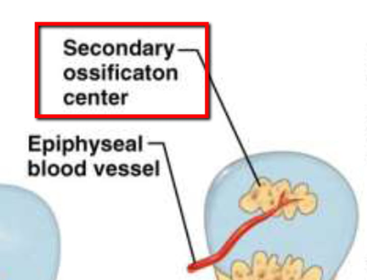 <p>-occurs after birth</p><p>-Epiphyseal plate, full ossification @/near the age of 21</p>