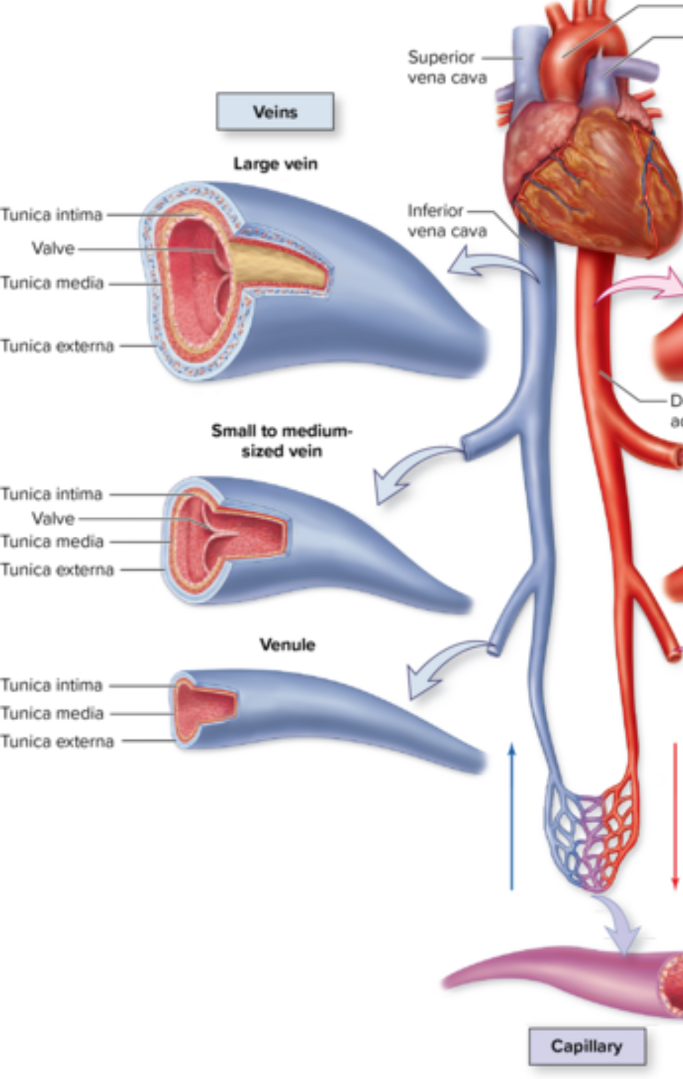 <p>Venules</p>