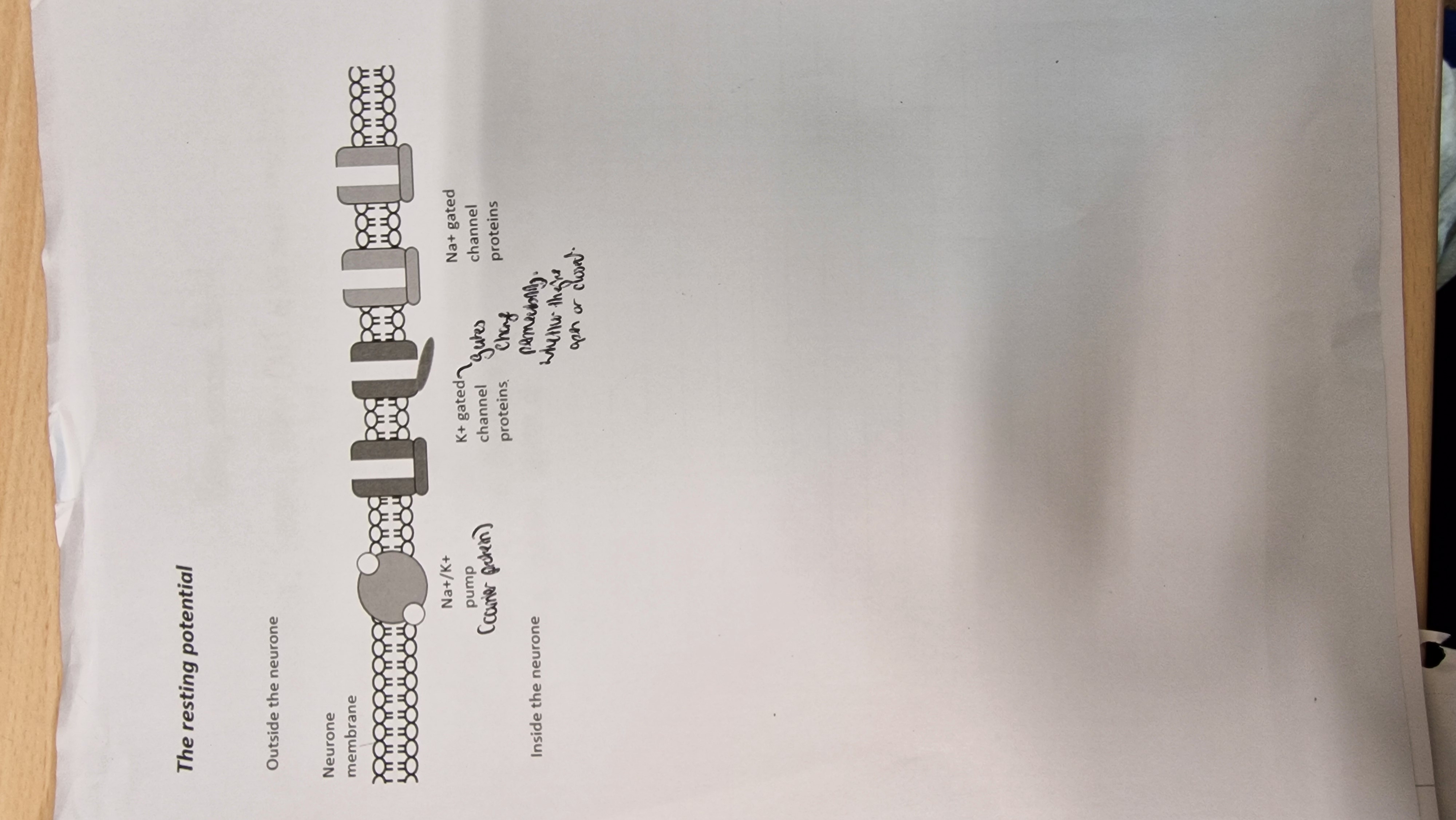 <ol><li><p>NA+/K+ pump <strong>actively transports using ATP</strong>&nbsp;3NA+ OUT of the neurone and 2K+ IN</p></li><li><p>SO</p></li></ol><ul><li><p>a higher concentration of NA+ OUTSIDE&nbsp;</p></li><li><p>a higher concentration of K+ INSIDE</p></li></ul><ol start="3"><li><p>Differential permeability of the membrane&nbsp;</p></li></ol><ul><li><p>More permeability to K+ than NA+ (as K+ protein channel gates are open and Na+ channel gates are closed)</p></li></ul><ol start="4"><li><p>More K+ ions diffuse out than Na+ diffuse in (one K+ ion is able to diffuse in but one NA+ ion can’t diffuse out)</p></li><li><p>The membrane has a potential of<strong> -70 mV,</strong> this is the resting potential&nbsp;</p></li></ol><p></p>