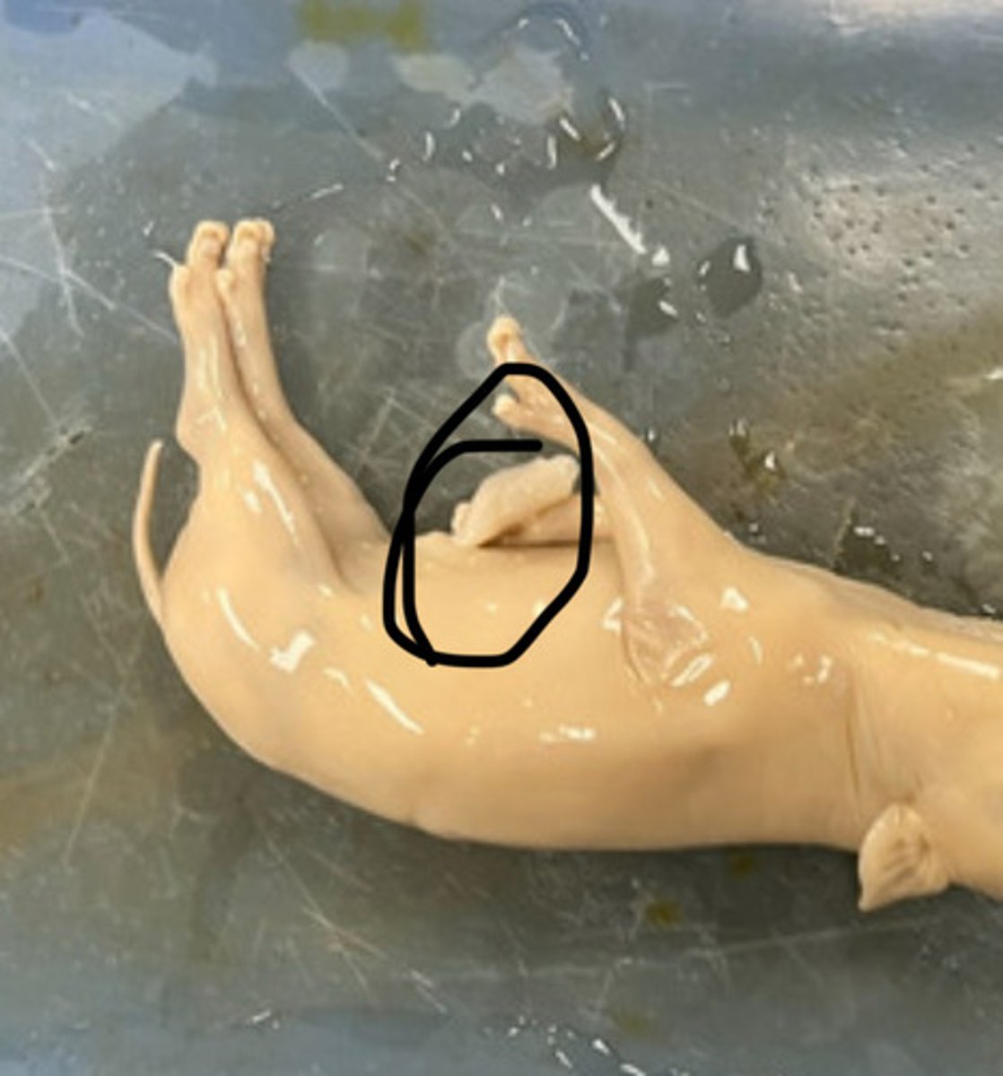 <p>What is the function of the Umbilical Cord?</p>