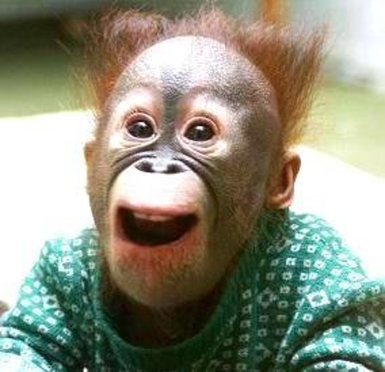 <p>monkey</p>