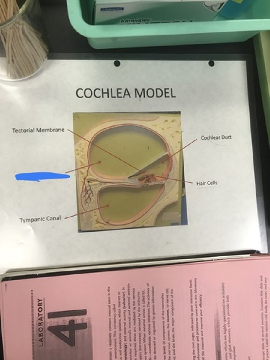 <p>Label the structure covered in blue ink and define it</p>