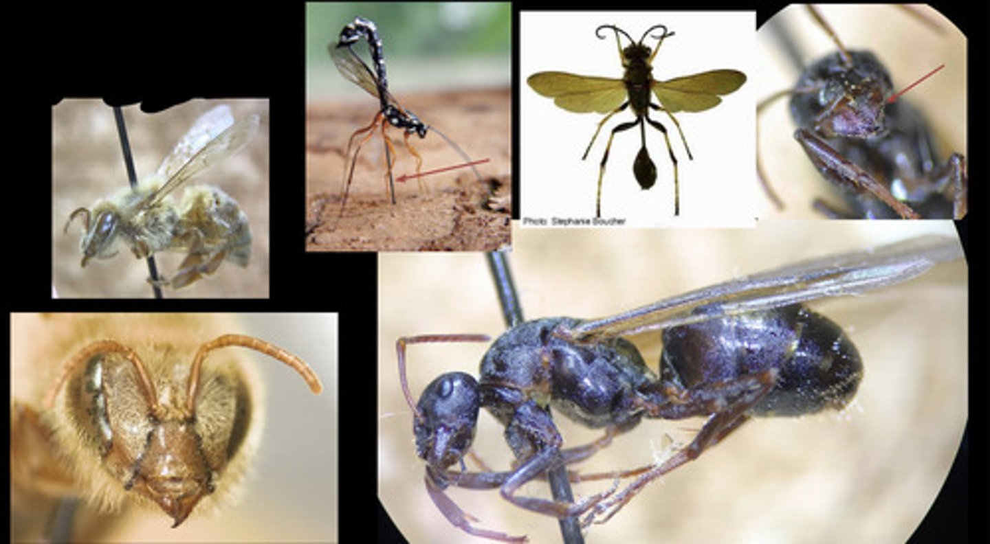 <p>- winged species have four membranous wings</p><p>- hind wings are smaller than forewings</p><p>- well-developed ovipositor</p><p>- mandibulate mouthparts</p>