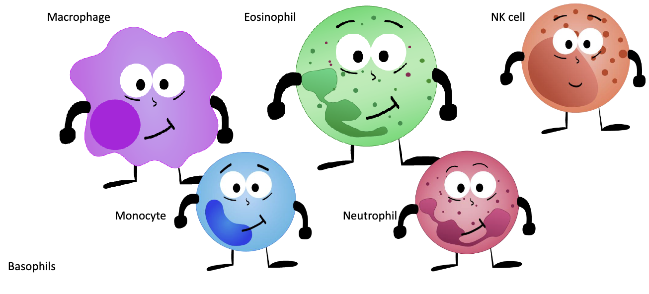 <ul><li><p>Macrophage</p></li><li><p>Monocyte</p></li><li><p>Neutrophil</p></li><li><p>Eosinophil</p></li><li><p>Basophil</p></li><li><p>NK cell</p></li></ul><p></p>