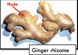 <p>lateral, jointed stems that originate from the crown, travel below ground, and develop new shoots and roots along the way</p><ul><li><p>bamboo, ginger</p></li></ul>