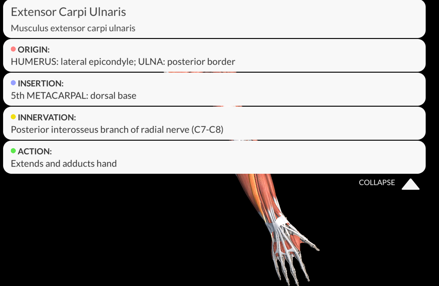 <p><strong><u>Origin</u></strong>: <span style="color: red"><strong>Lateral epicondyle of the humerus</strong></span> and <span style="color: red"><strong>posterior border of the ulnar</strong></span></p><p>Insertion: <span style="color: red"><strong>Dorsal area of the metacarpal V</strong></span></p><p>Innervation: <span style="color: purple"><strong>Posterior Interosseous nerve</strong></span></p><p>Function: <strong>Extends</strong> and <strong>adducts</strong> the wrist</p>