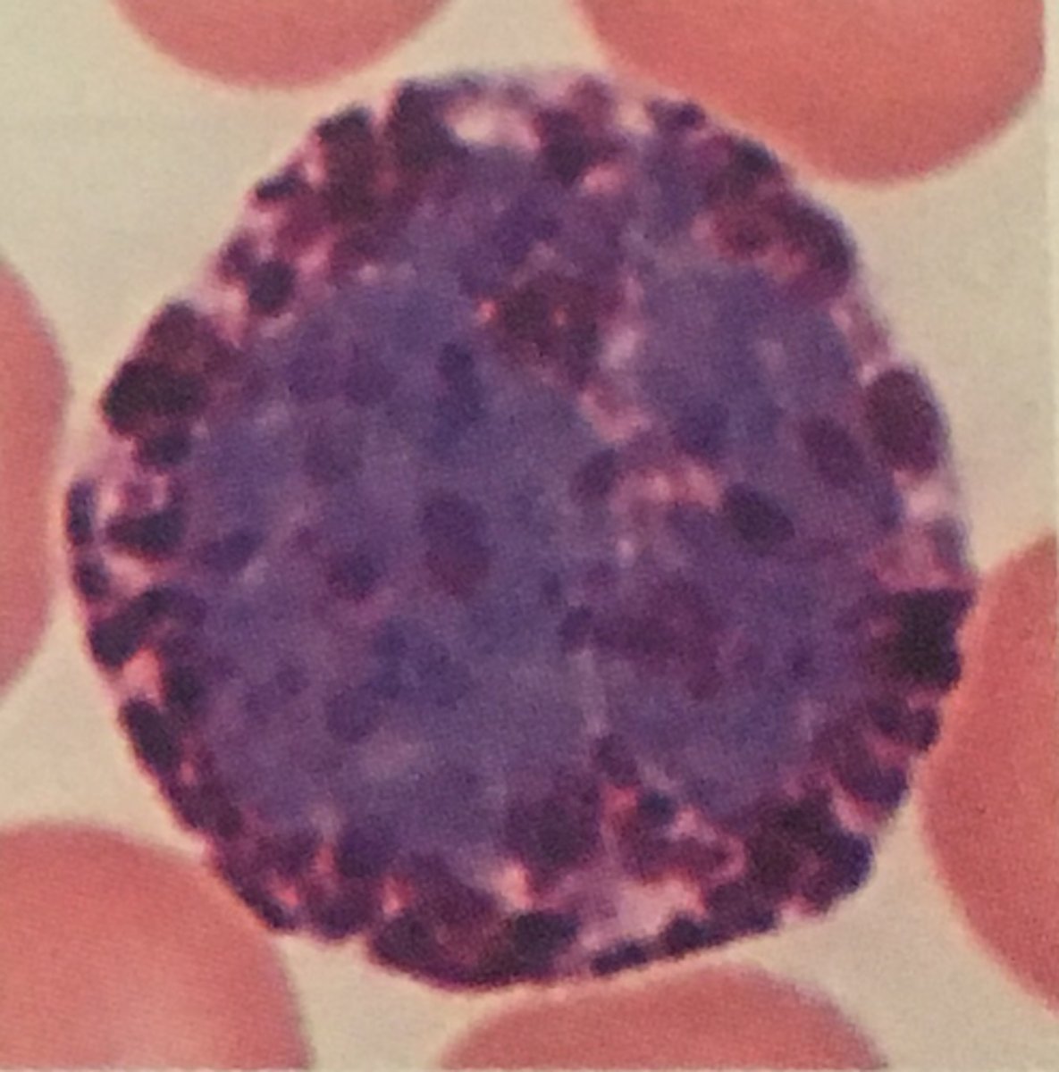 <p>Identify this leukocyte and it's functions</p>
