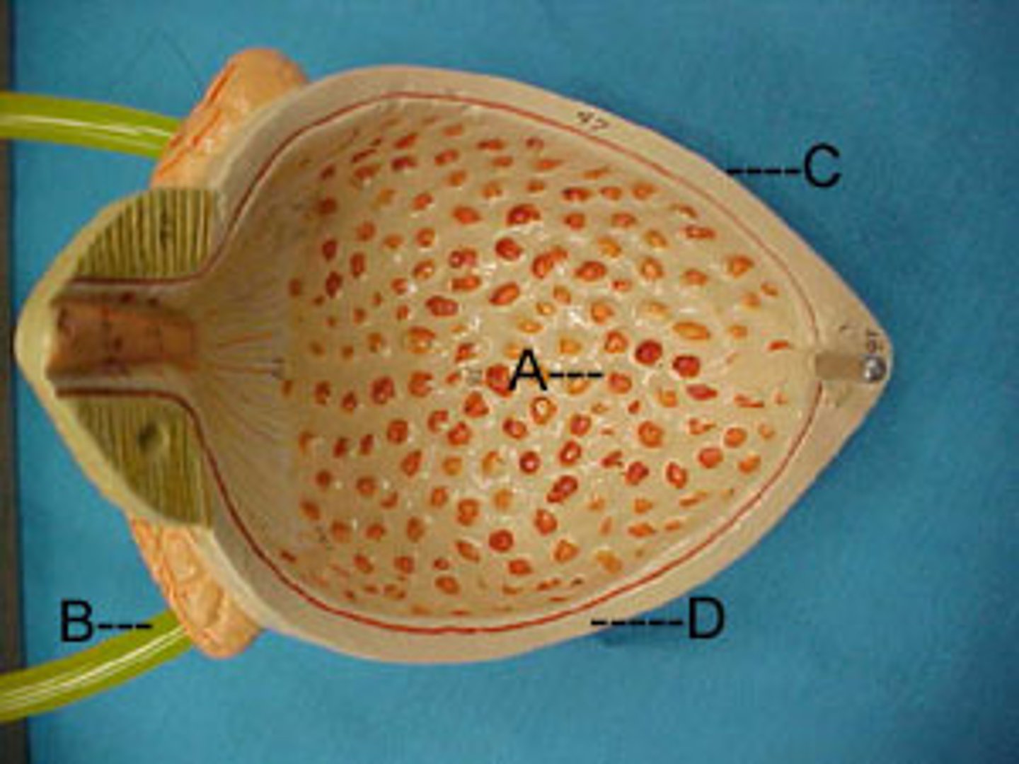 <p>lined with transitional epithelium and is thrown into folds called rugae.</p>