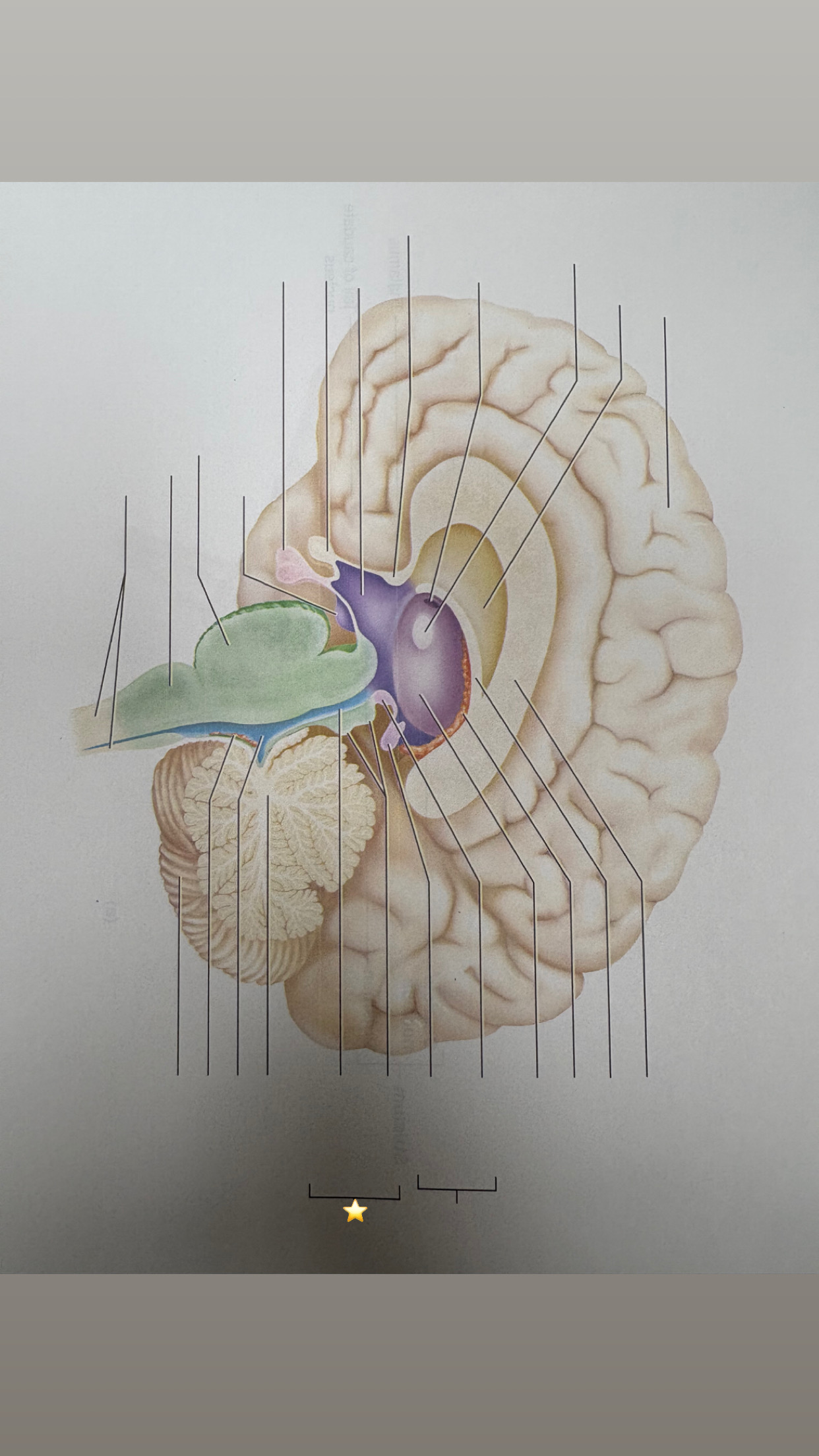 <p>name the starred structure</p>