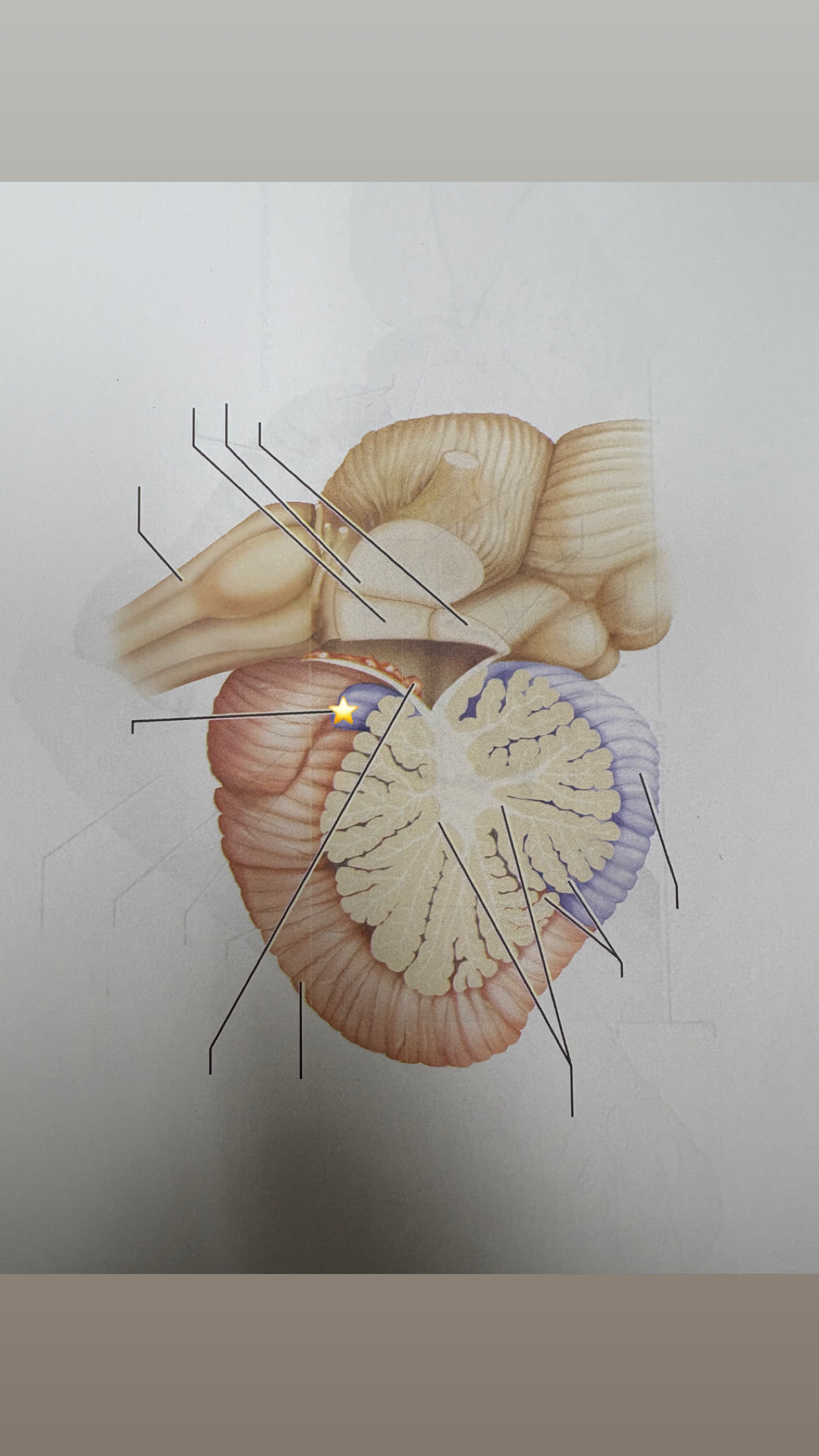 <p>name the starred structure</p>