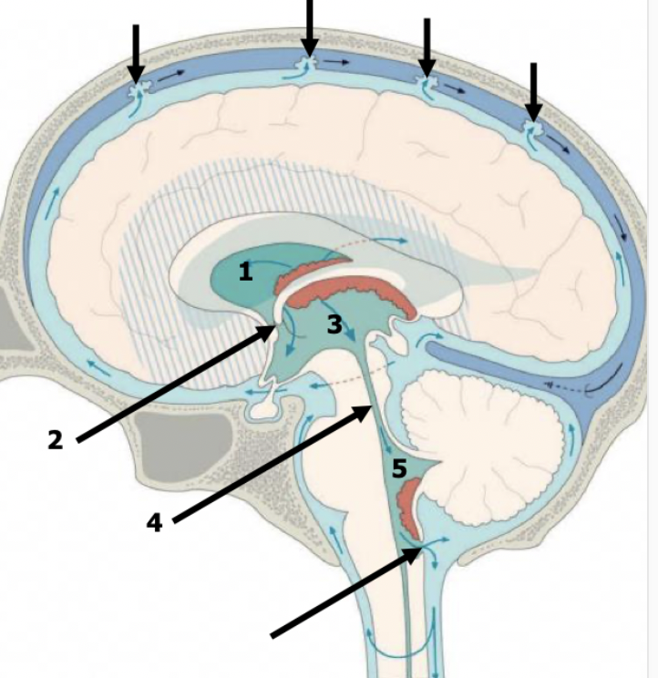 <p>describe the flow of CSF</p>