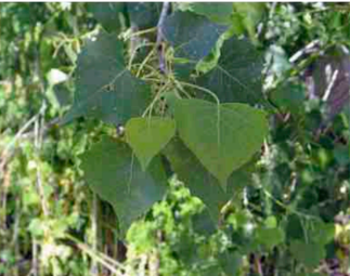<ul><li><p>Riparian zone</p></li><li><p>leaves are large and heart-shaped</p></li></ul><p></p>
