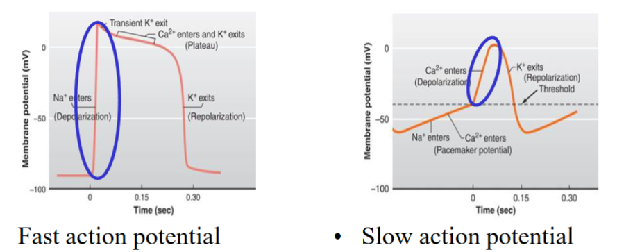 <ul><li><p><span style="color: rgb(0, 0, 0);"><span>Fast and slow action potentials</span></span></p></li><li><p><span style="color: rgb(0, 0, 0);"><span>Fast: found in contractile myocytes in the atrial myocardium, ventricular</span></span><span style="color: rgb(0, 0, 0);"><br></span><span style="color: rgb(0, 0, 0);"><span>myocardium, bundle of His, Bundle branches (left and right) and Purkinje fibers</span></span></p></li><li><p><span style="color: rgb(0, 0, 0);"><span>Slow: found in conducting myocytes in the sinoatrial node and atrioventricular node</span></span></p></li><li><p><span style="color: rgb(0, 0, 0);"><span>The terms fast and slow describe how quickly the membrane potential changes during the depolarization phase of the action potential</span></span></p></li><li><p><span style="color: rgb(0, 0, 0);"><span>Fast action potential:</span></span><span style="color: rgb(0, 0, 0);"><br></span><span style="color: rgb(0, 0, 0);"><span>- Rapid rate of depolarization in which the membrane potential rises very quickly from the threshold potential to the new transiently positive potential</span></span></p></li><li><p><span style="color: rgb(0, 0, 0);"><span>Slow action potential:</span></span><span style="color: rgb(0, 0, 0);"><br></span><span style="color: rgb(0, 0, 0);"><span>- Slower rate of depolarization, in which the membrane potential takes</span></span><span style="color: rgb(0, 0, 0);"><br></span><span style="color: rgb(0, 0, 0);"><span>more time to reach the new potential</span></span></p></li><li><p><span style="color: rgb(0, 0, 0);"><span>Why do action potentials have different rates of depolarization? Depends on the</span></span><span style="color: rgb(0, 0, 0);"><br></span><span style="color: rgb(0, 0, 0);"><span>ions and ion channels involved in the depolarization phase</span></span></p></li><li><p><span style="color: rgb(0, 0, 0);"><span>Phases of the cardiac action potential are associated with changes in permeability of the cell membrane mainly to Na+, K+, Ca2+ ions. Opening and closing of ion channels alters permeability</span></span><span style="color: rgb(0, 0, 0);"><br></span><span style="color: rgb(0, 0, 0);"><span>- [K+]IN > [K+]OUT</span></span><span style="color: rgb(0, 0, 0);"><br></span><span style="color: rgb(0, 0, 0);"><span>- [Ca2+]OUT > [Ca2+]IN</span></span><span style="color: rgb(0, 0, 0);"><br></span><span style="color: rgb(0, 0, 0);"><span>- [Na+]OUT > [Na+]IN</span></span><span style="color: rgb(0, 0, 0);"><br></span></p></li></ul><p></p>