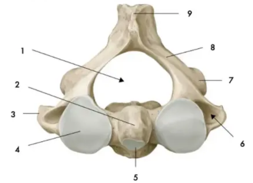 Facette articulaire inférieure
