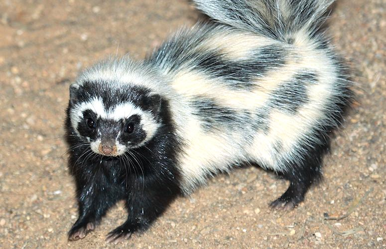 <p>Vic Falls, Chobe NP, Okavango Delta, Bagani, Grootfontein, Etosha NP, Spitzkoppe, Swakopmund, Sesriem, Bethanie, Fish River Canyon, Orange river, Western Cape, Cape Town, Kruger NP</p>