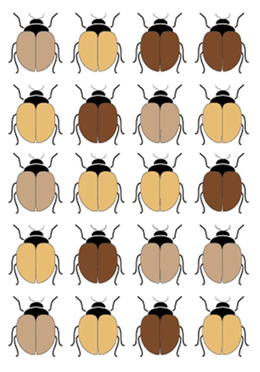 <p>Heritable variations in a population.</p>