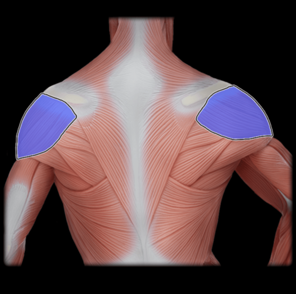 <p>What Muscle Is Highlighted?</p>
