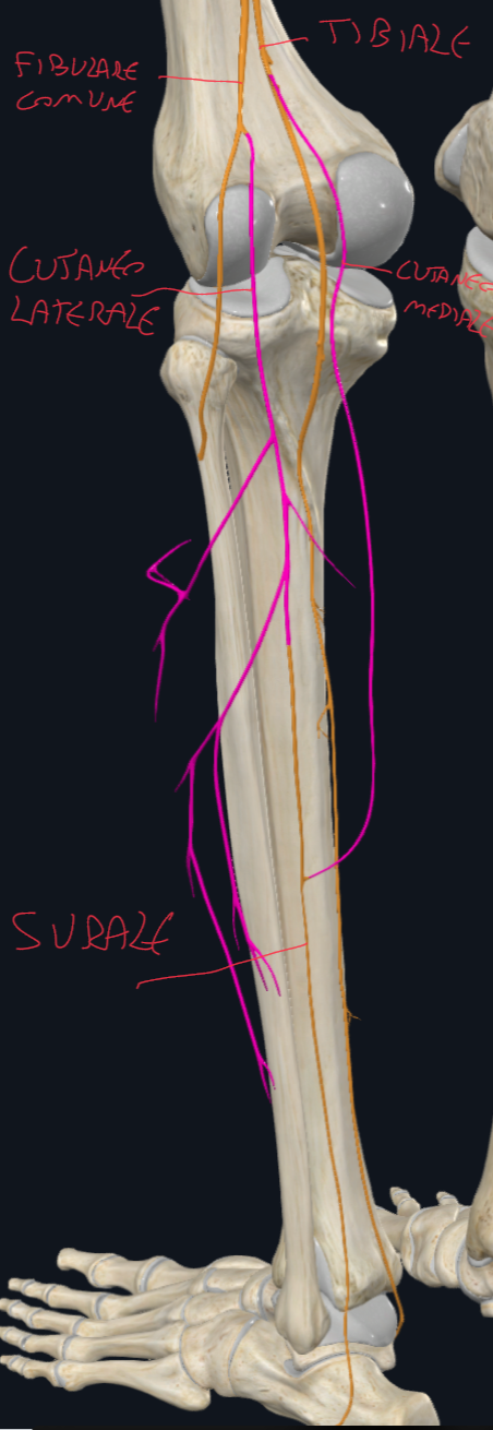 <p>Deriva dall’unione:</p><ul><li><p>Nervo Cutaneo Mediale della sura</p><ul><li><p>dal nervo tibiale</p></li></ul></li><li><p>Nervo Cutaneo Laterale della sura</p><ul><li><p>dal nervo fibulare comune</p></li></ul></li></ul><p>Sono per la zona superficiale del polpaccio, poi passa dietro il malleolo laterale e innerva la cute laterale del piede.</p><p></p>