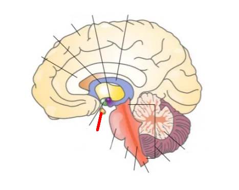 <p>Pituitary glands</p>
