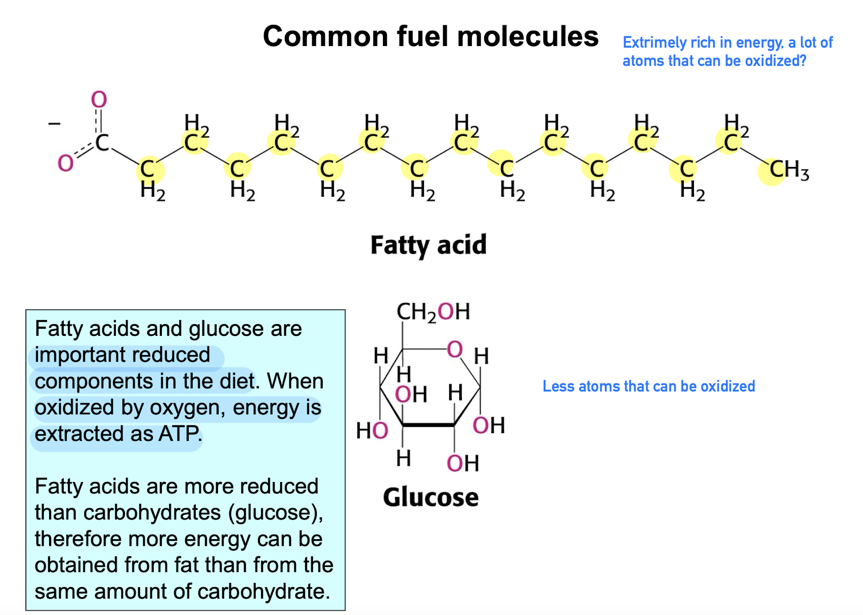 <ul><li><p>important reduced molecules in diet that release energy (extracted as ATP) when oxidized.</p></li><li><p><u>Fatty acids</u> and <u>glucose</u> are common</p></li><li><p>Fatty acids are more reduced than glucose (less O i guess), therefore, it generates more energy when oxidized.</p></li></ul><p></p>