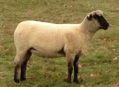 <p>Breed originating in England known as one of the heaviest wool producers among the medium wool breeds</p>