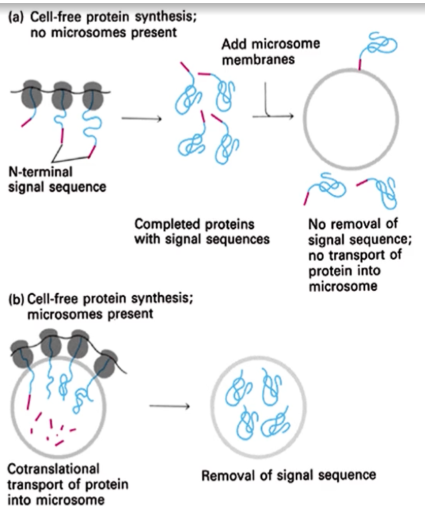 <p>it was shown that if microsomes are not present during the process of translation of proteins, there would be no removal of sequence of transport of protein into the microsomes when they are added after translation</p>