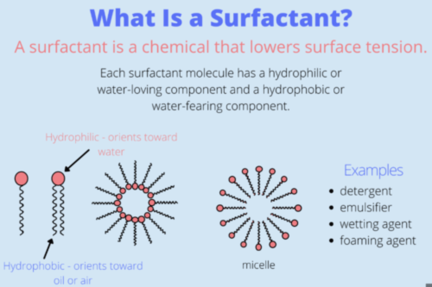 <p>lowers surface tension of liquids, therefore increasing its</p><p>spreading properties = enables the cavities which lack cartilaginous rings to remain open, and not collapse. Helps keep alveoli inflated between inspirations</p>