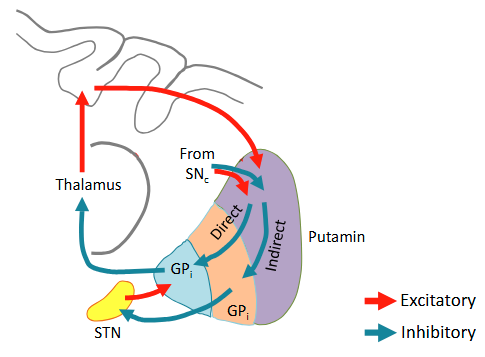 <p>Dopamine from substania nigra projections increases excitability of direct pathways MSNs (through activation of D1 receptors) and decreases excitability of indirect pathway MSNs (through activation of D2 receptors). Thus, dopamine facilitates movement</p>