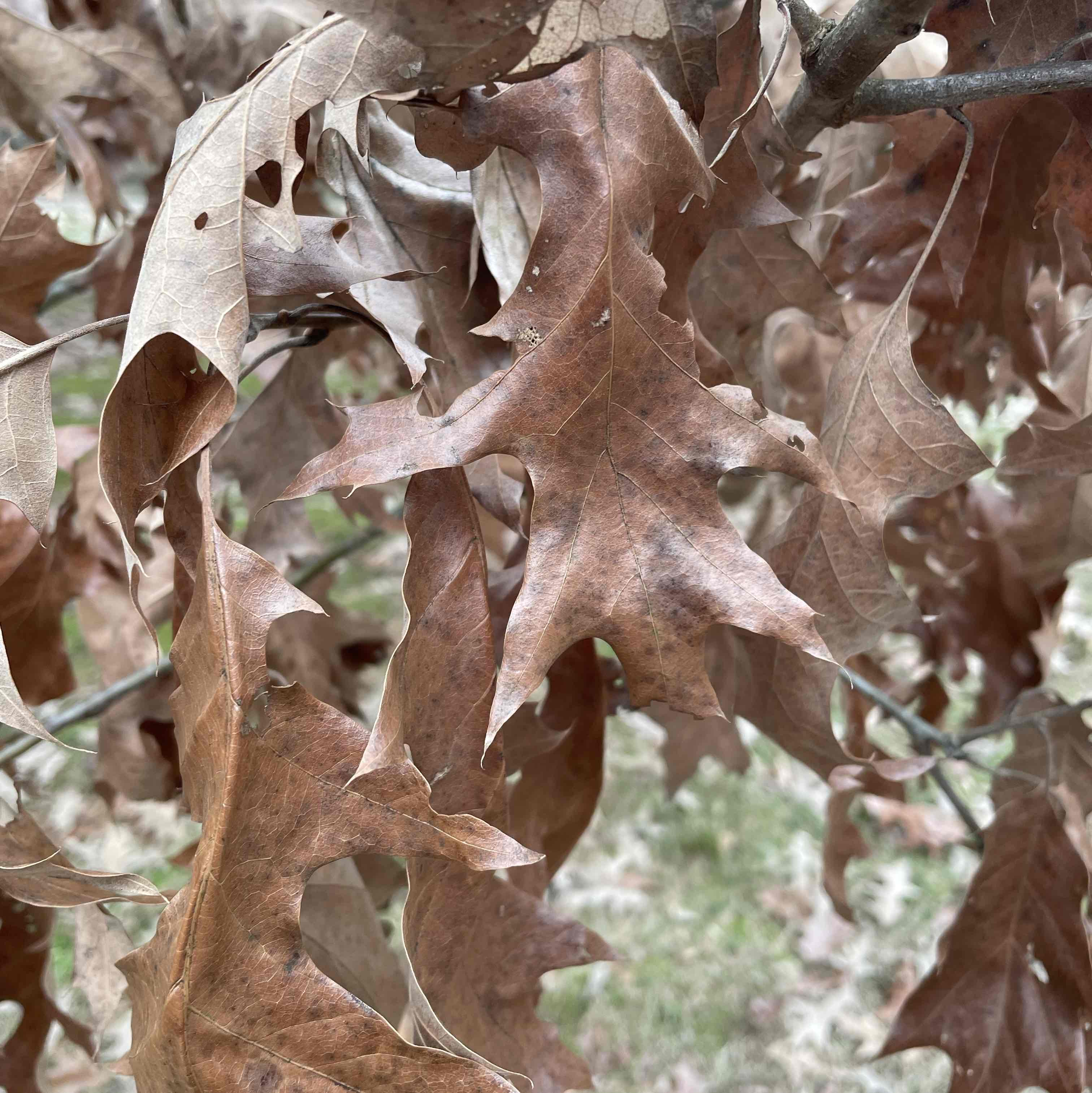 <p>Quercus pagoda</p>