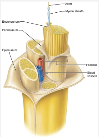 <ol><li><p><strong>Epineurium</strong></p><ul><li><p>Tough fibrous sheath around all fascicles to from the nerve</p></li></ul></li><li><p><strong>Perineurium </strong></p><ul><li><p>Coarse connective tissue that bundles fibers into <span style="color: blue"><strong>fascicles</strong></span> </p></li></ul></li><li><p><strong>Endoneurium </strong></p><ul><li><p>Loose connective tissue that encloses axons and their myelin sheaths (Schwann cells) </p></li></ul></li></ol><p></p>