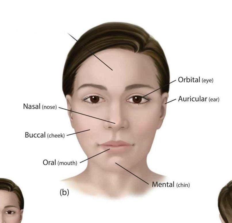 <p>(forehead)</p>