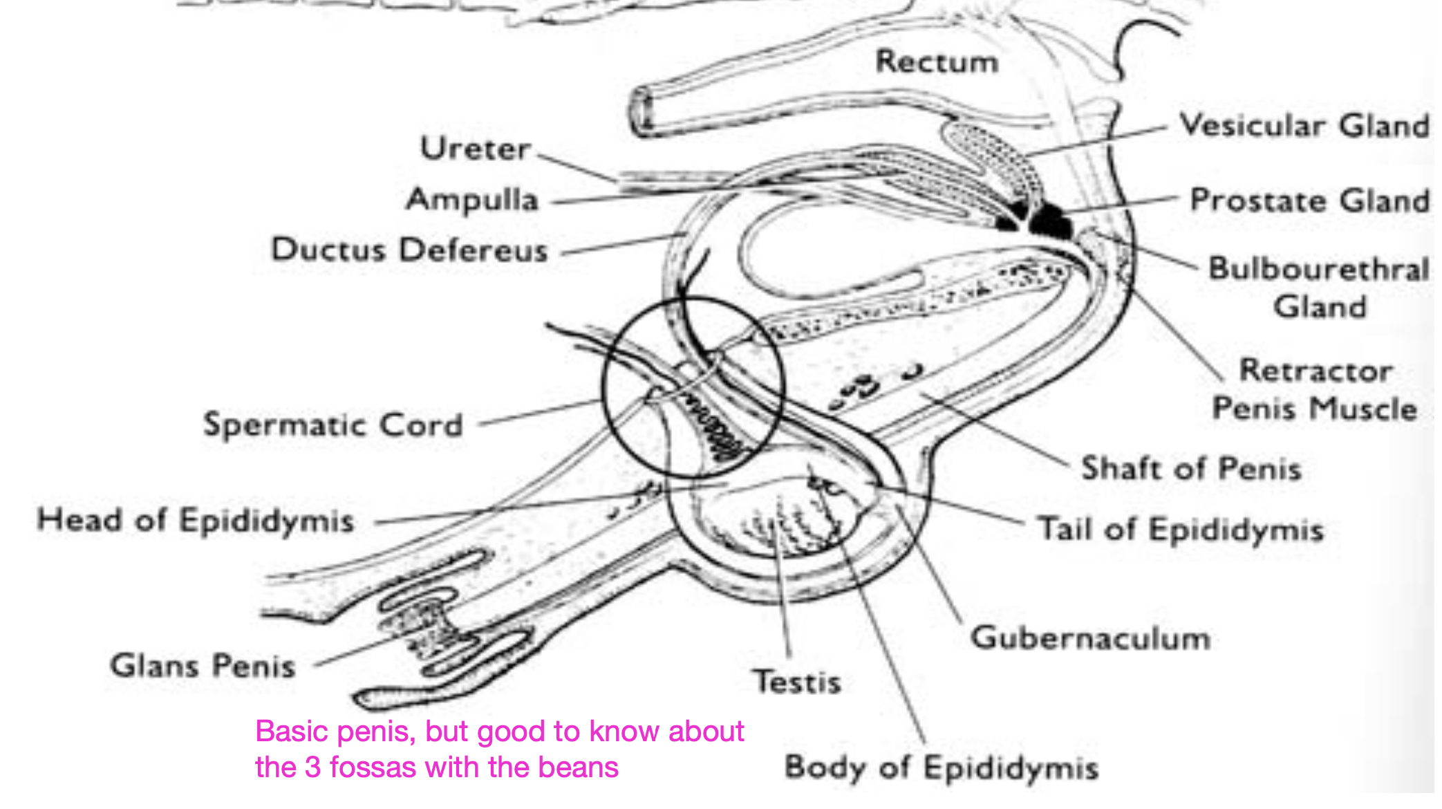 <p>fossa glandis and 3 urethral sinuses</p><p>where beans collect, and where contagious equine metritis can be found</p>